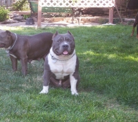 Two pure Muglestons' bulls purchased as puppies. Pictured taken at their new family's home at 11 months old.