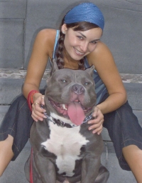 Blue male produced by Mugleston's pit bull farm