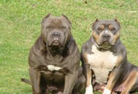 Boogie and Tank chillin in the sun