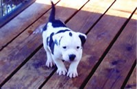 Male pup out of Sadie at 6 weeks old