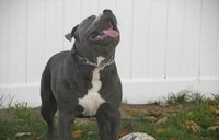 10 month old Mugleston's male from Felony and Beast