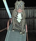 A very loved 4 month old female pup out of Mugleston's Cinnagirl. She loves to play on & slide down the slide just as much as her sire