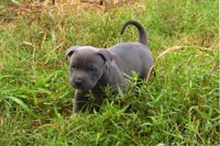 Male pup of Cover Girl, 6 weeks old