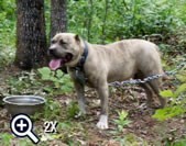 10 month old reverse blue brindle female produced by Mugleston's Pitbull  Farm