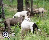 This picture was taken in Mugleston's yard of some of our pits hanging out & eating together. Our bulls DO NOT fight at all. They are never mean or aggressive. All of our dogs are friendly to other dogs and people alike. Awesome temperament, fearless, and superior intelligence is our goal.