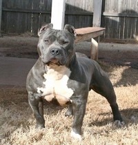 check out this ripped boy from Orca & Socrates at only 10 months old. Orca produces some ripped up freaks