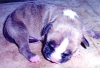 Female pup out of Watuka