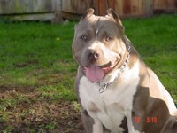 Meet Hannibal, a blue male pit out of cover Girl. Owned by Dan H. in British Columbia. Pictured at 9 monthsold. Dan says he has a wonderful personality and is definitely too smart. Thanks for the pic Dan.