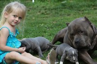 My daughter with Boogie and pups