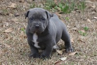 AN 7 WEEK OLD PUPPY PRODUCED BY PRO FOOTBALL PLAYER ERNIE SIMS USING 2 BULLS HE BOUGHT FROM MUGLESTON'S